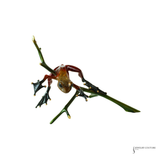 Frogman Tim Cotterill "Out on a Limb" Bronze Sculpture