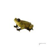 Frogman Tim Cotterill "Prince Charming" Bronze Sculpture